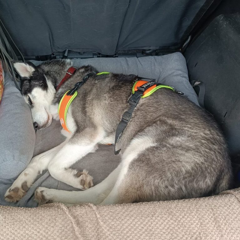 Schlafender Hund im offenen Kofferraum Zwischen den Trails können sich die Hunde nach der geistigen Arbeit entspannen und zum Beispiel ein Nickerchen im Kofferraum des Autos halten.