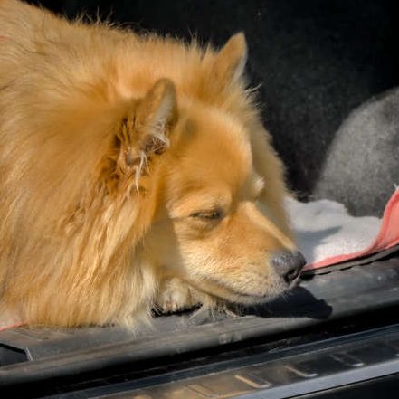 Zwischen den Trails können sich die Hunde nach der geistigen Arbeit entspannen und zum Beispiel ein Nickerchen im Kofferraum des Autos halten.