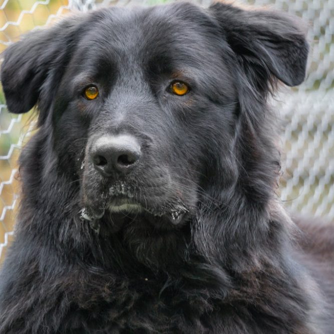 Ein Portrait von einem schwarzen Hund