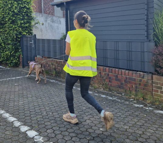 Eine Person in einer Warnweste läuft hinter einem angeleinten Hund in einer Wohngegend.