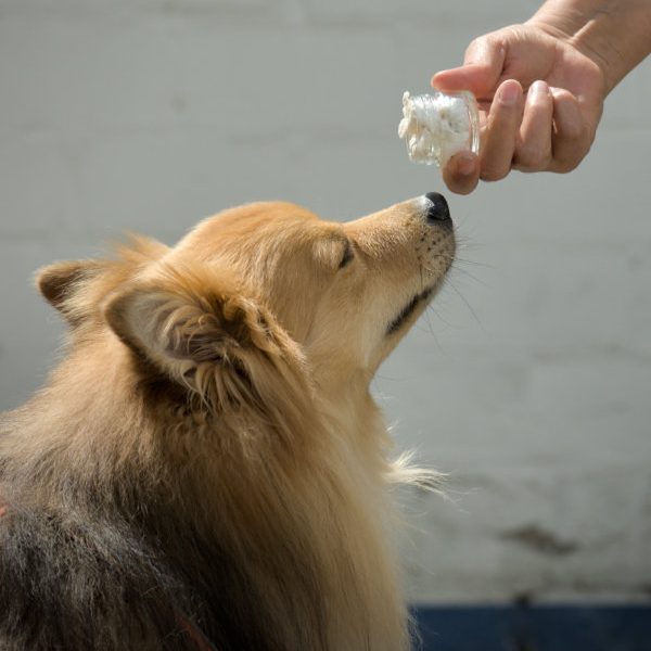 Eine Hand hält ein Glas mit dem Geruchsträger und der Hund nimmt den Geruch auf.