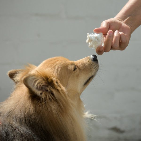 Eine Hand hält ein Glas mit dem Geruchsträger und der Hund nimmt den Geruch auf.