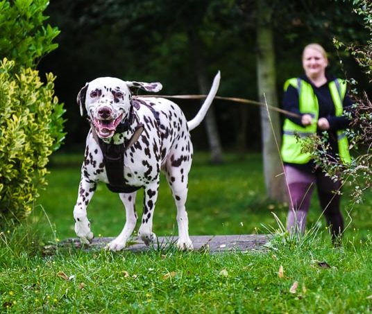 Weißer Hund mit schwarzen Punkten läuft an einer Leine vor einer Person auf einem grünen Rasen zwischen Sträuchern