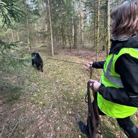 Frau geht hinter ihrem angeleinten schwarzen Hund beim Naturtrail im Wald